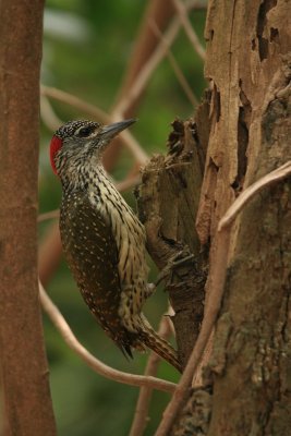 Green Woodpecker - Picus viridis - Groene specht