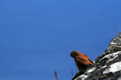Rock kestrel - Falco rupicoloides - Grote torenvalk