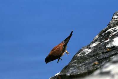 Rock kestrel - Falco rupicoloides - Grote torenvalk