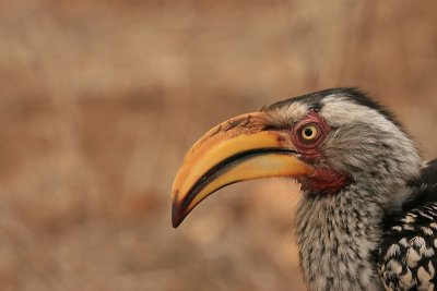 Zuidelijke Geelsnaveltok - Southern Yellow Billed Hornbill