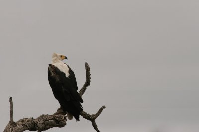 African fish eagle - Afrikaanse visarend