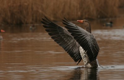 Greylag Goose - Grauwe gans