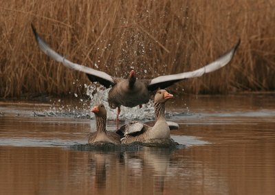 Greylag Goose - Grauwe gans