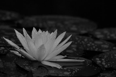White lotus - Witte waterlelie