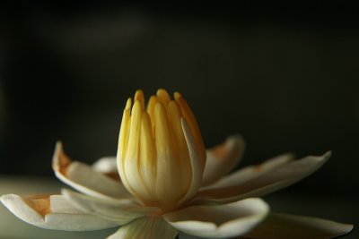 Rode tijgerlotus bloem