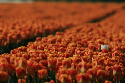 tulip - tulpen