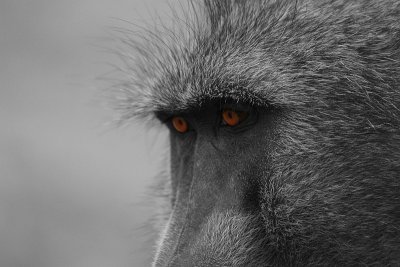 Nice eyes