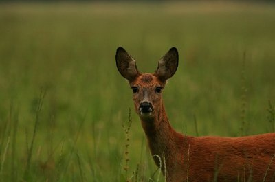 Roe deer - Ree