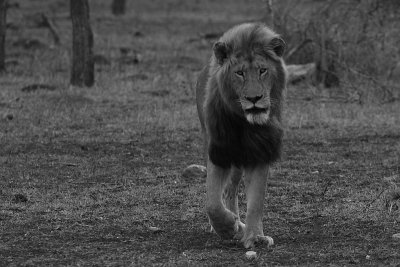 leeuw - Lion