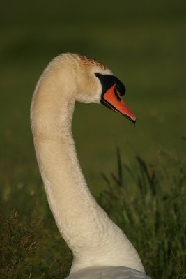 Zwaan - Swan