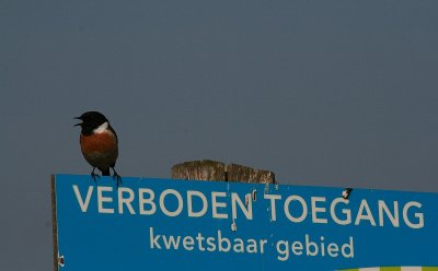 Roodborsttapuit - Stonechat
