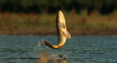 Schubkarper - Common carp