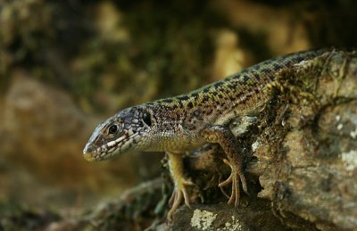 Muurhagedis - Common Wall Lizard