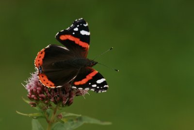 Small Tortoiseshell - Kleine vos