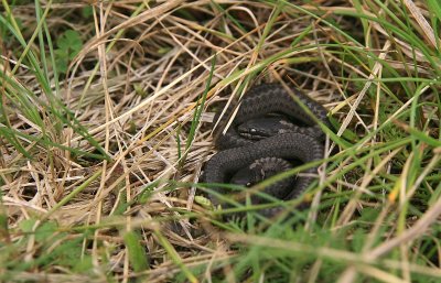 2 young smooth snake - Gladde slang