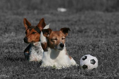 Dogs