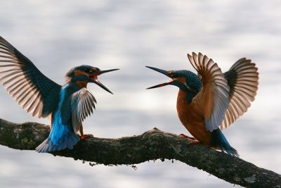 Two Kingfishers - one adult and a cub