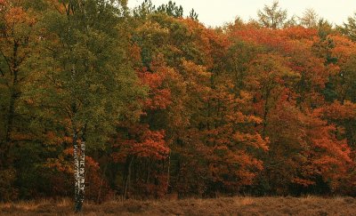 Autumn 2009