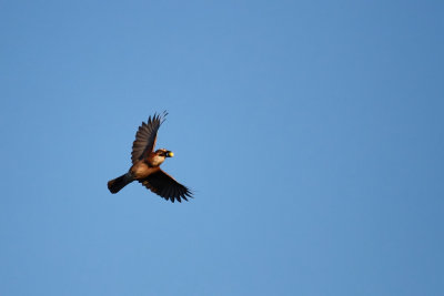 European Jay - Vlaamse gaai