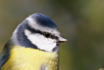 Blue Titm - Pimpelmees