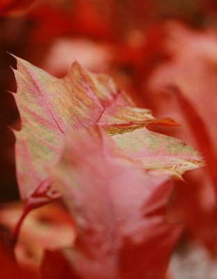 Autumn 2010