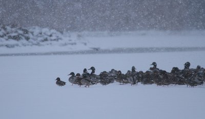 Ducks in the snow blizzard