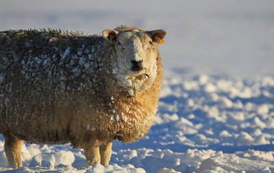 Sheep - Schaap