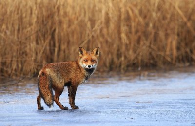 Fox on ice - Vos op het ijs