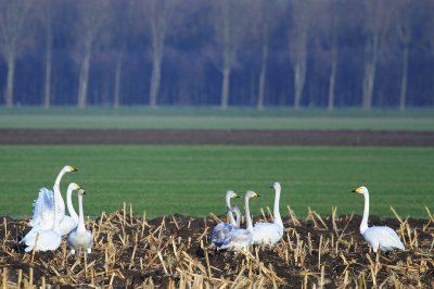 Wild swan - wilde zwanen