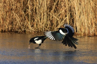 Magpie - Ekster