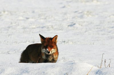 Fox in snow - Vos in de sneeuw