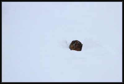 Hare in the snow - Haas in de sneeuw gelegerd 