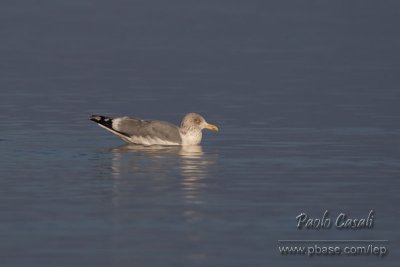 Herring Gull (Larus argentatus)