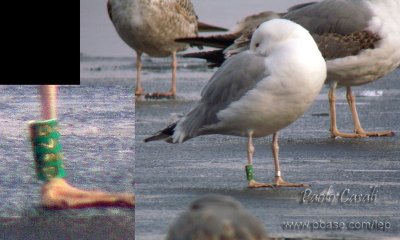 Caspian Gull (Larus cachinnans)