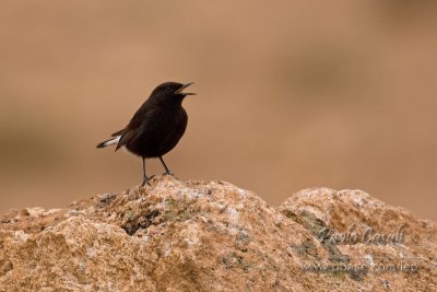 Black Wheatear