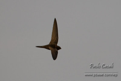 Common swift (Apus apus)