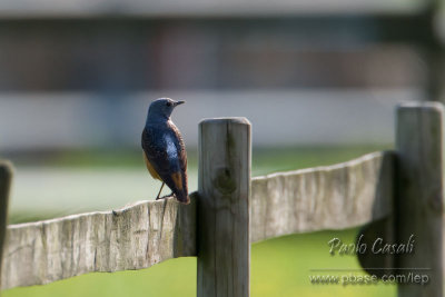 Rock Thrush (Monticola saxatilis)