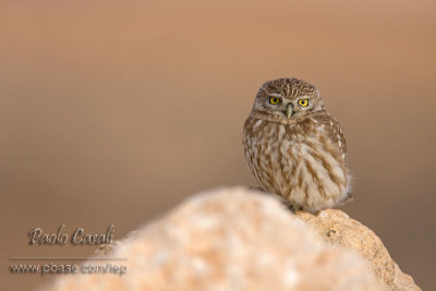 Little Owl