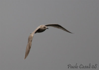 Gull sp.