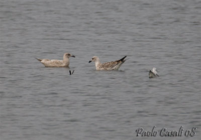 Gull sp.