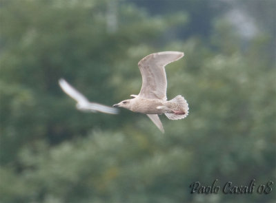 Gull sp.