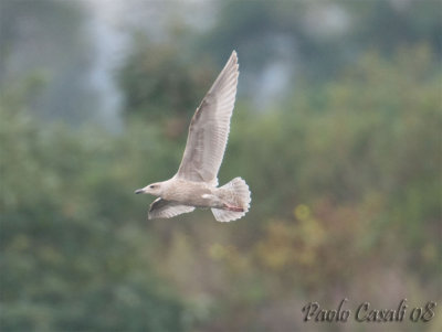 Gull sp.