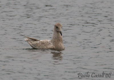 Gull sp.