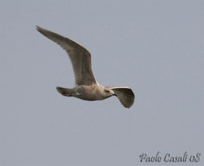 Gull sp.