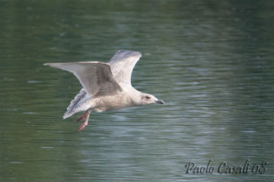 Gull sp.