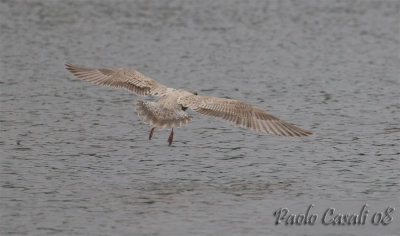 Gull sp.