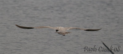 Gull sp.