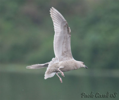 Gull sp.