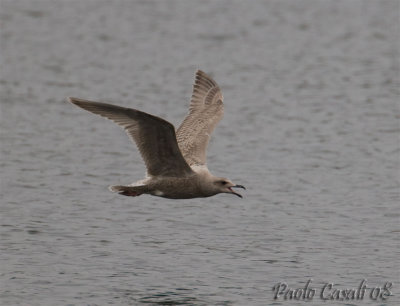 Gull sp.