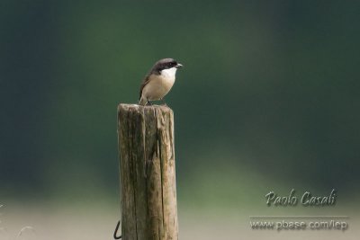 Unidentified Shrike